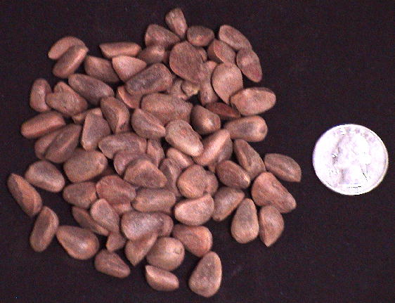 Organic Pine Nuts - in the Shell: 1/4 Pound